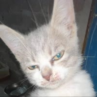 爱猫人士（斩首大刀版）