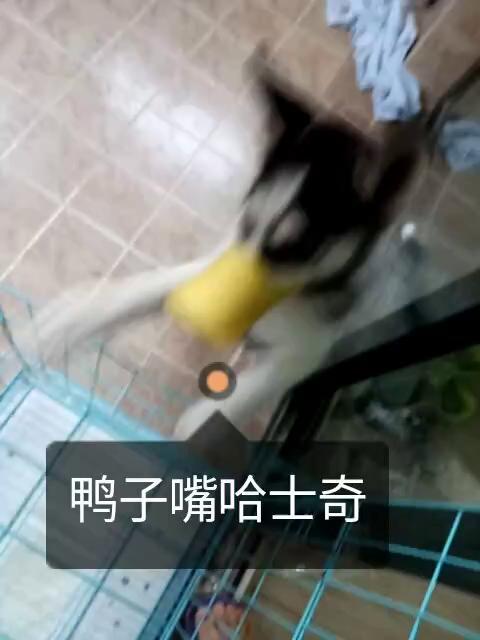 哈哈,有着鸭子嘴的哈士奇————奥利奥 194       赞