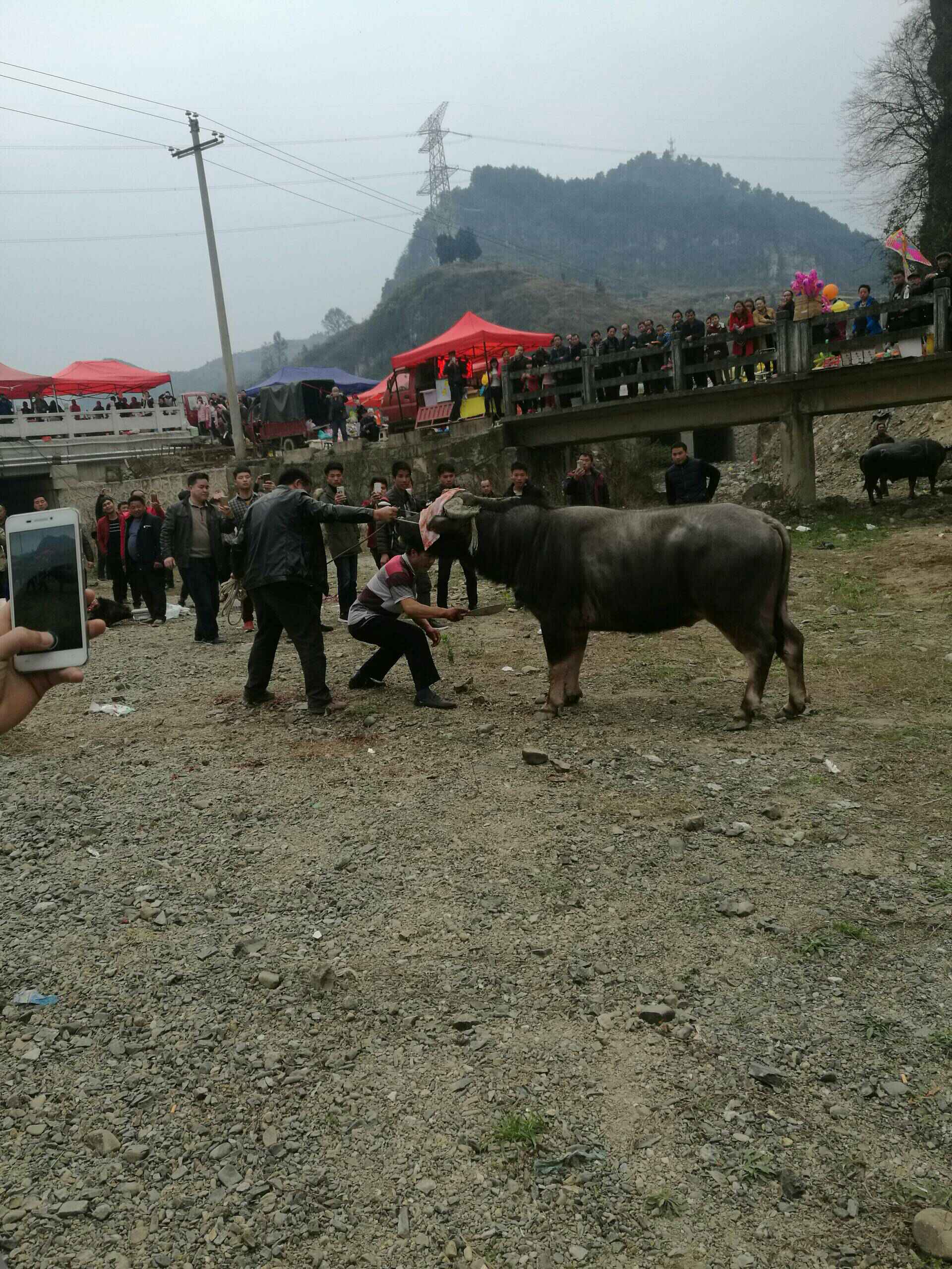 黔东南斗牛很残忍.输了的牛必须死. - 威武独尊的快手