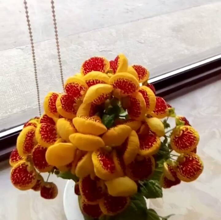 钱袋子花,漂亮吗 3年前