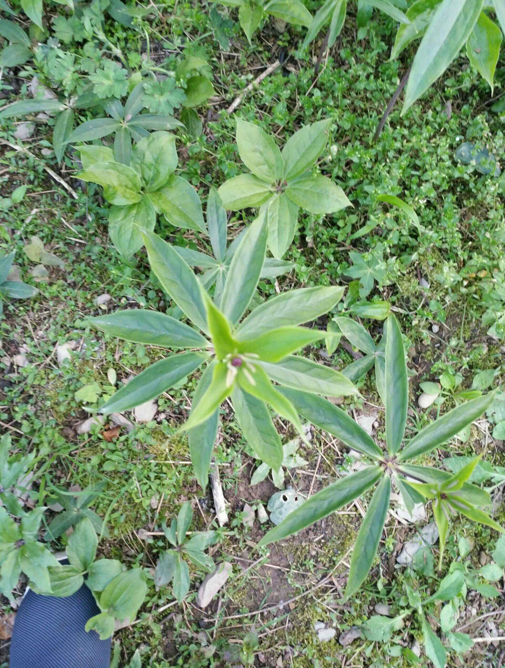 野生七叶一枝花 - 卓越非凡deapmrop的快手