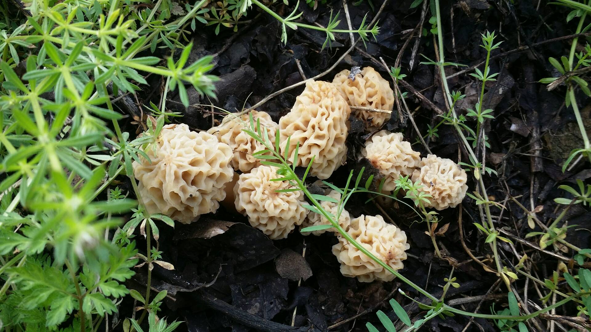 野生羊肚菌 闲情逸志17的快手