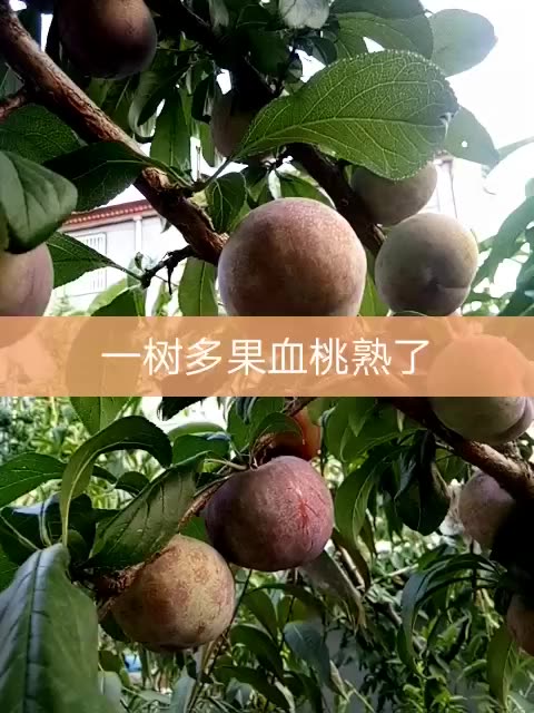 一树多果!-快手直播