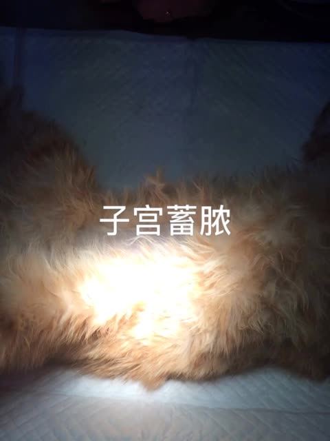 流浪猫子宫蓄脓 641       赞                   评论