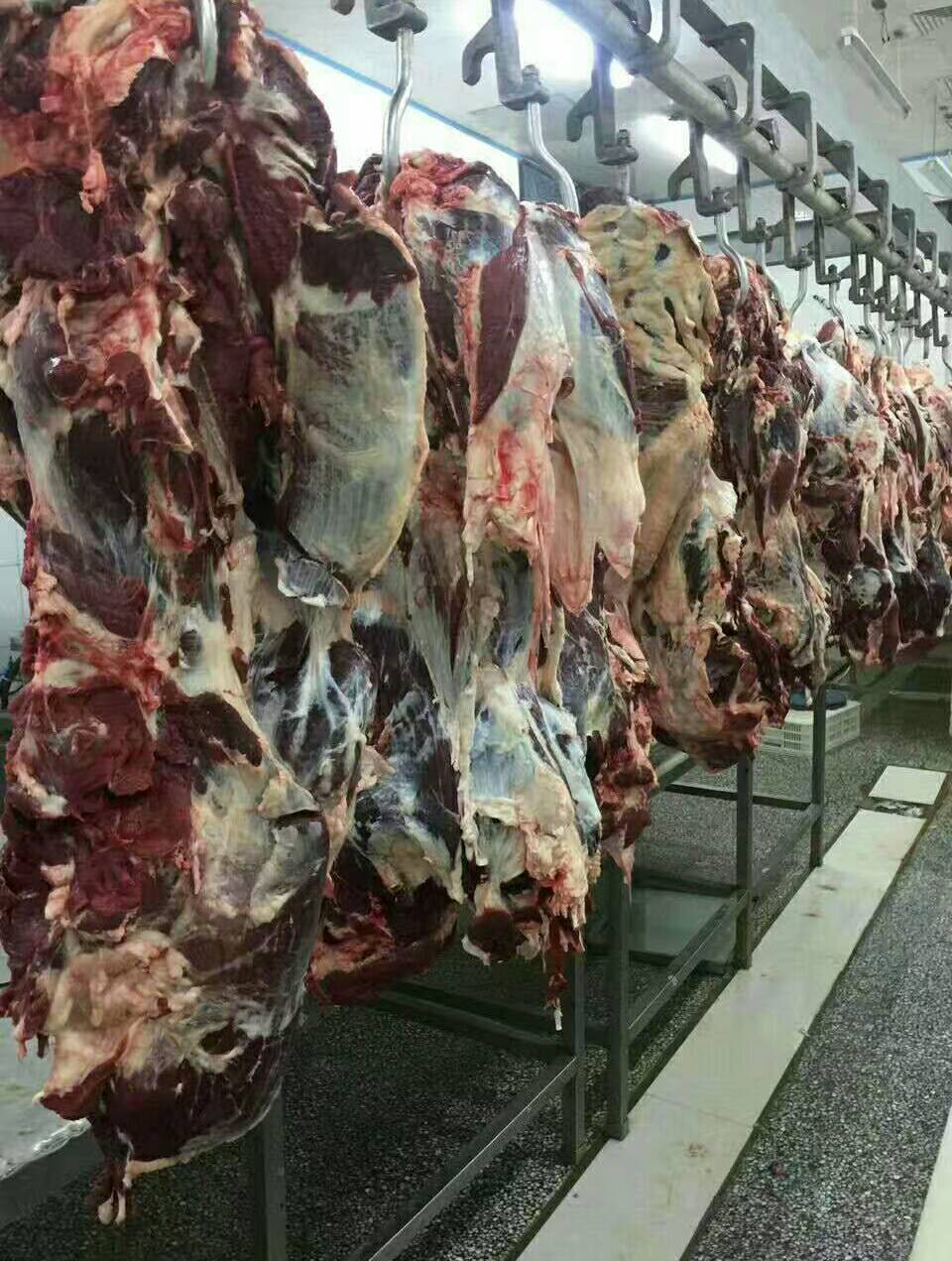 天津市清真牛羊肉90的主页-快手直播