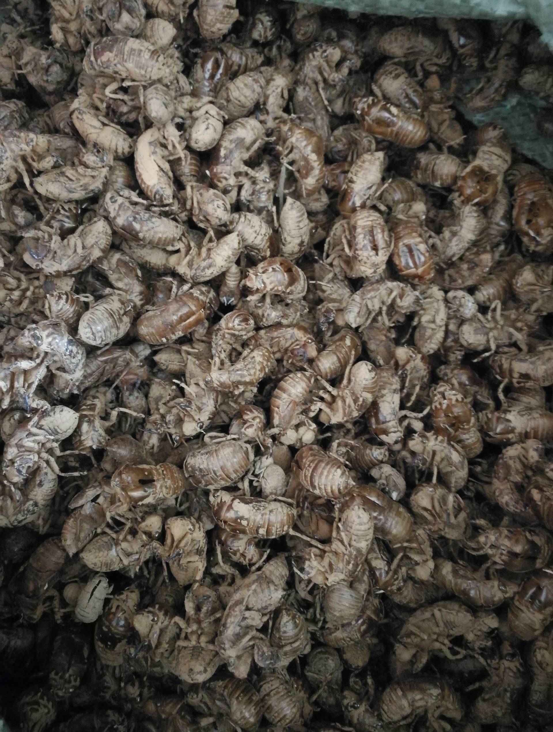 中药材种植,收购7月前