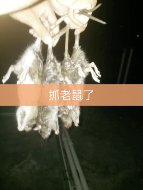兽聚鸟散-快手直播