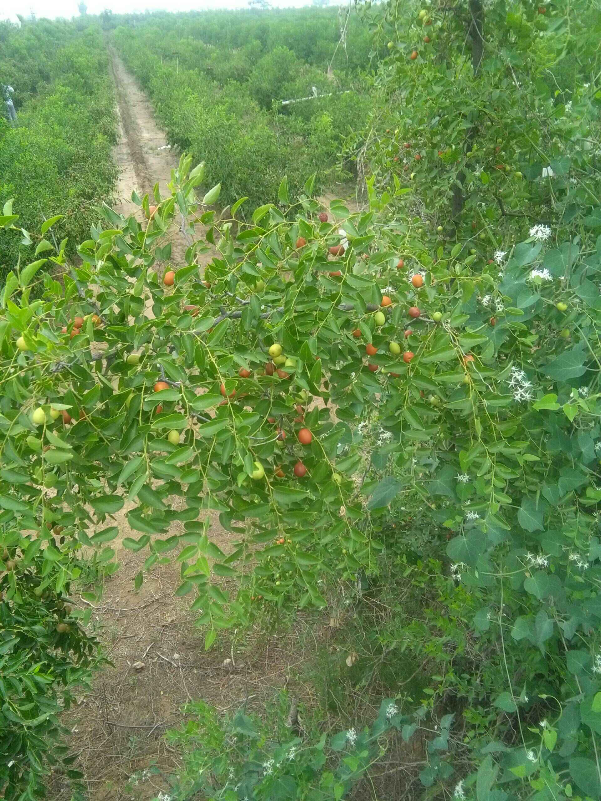 酸枣- 更.的快手