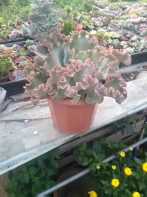 晚霞之舞开花了 2年前