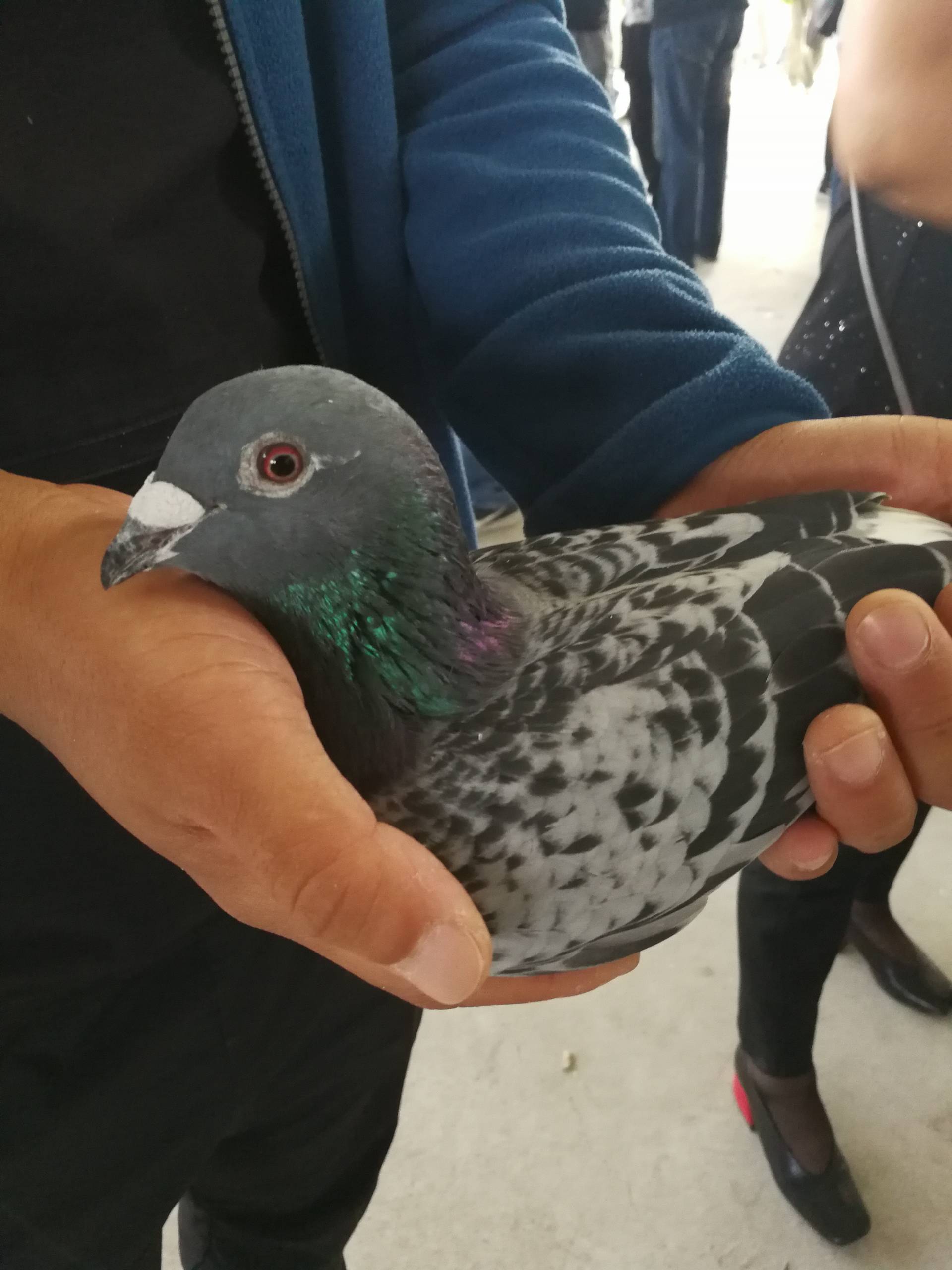 天唐山阳光鳌翔赛鸽