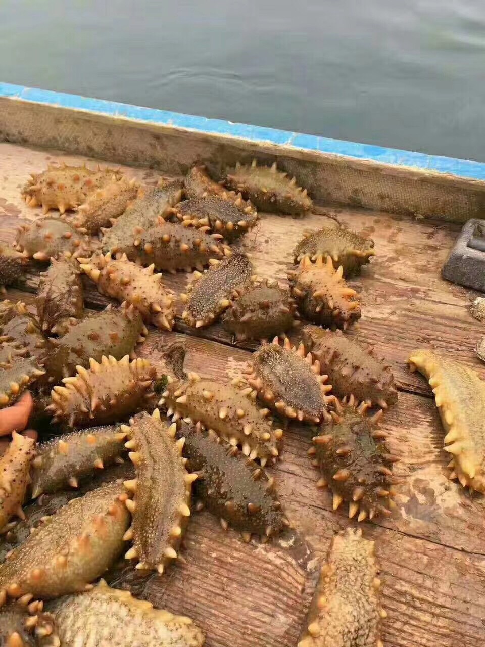 王刚海参(大连野生海参)