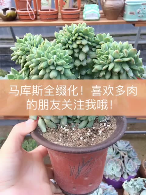 a95花月多肉植物95的主页-快手直播