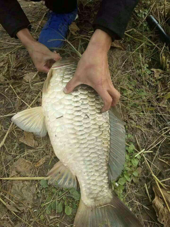 看这崂山水库鲫鱼,大不大,喜欢的关注双击6666