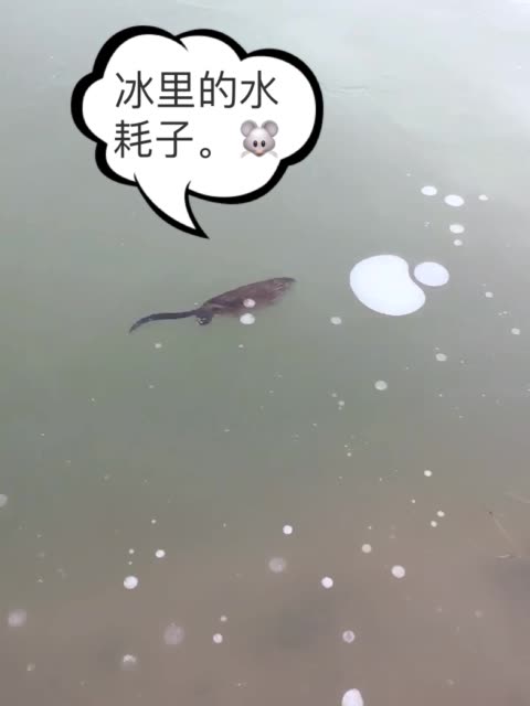 水耗子