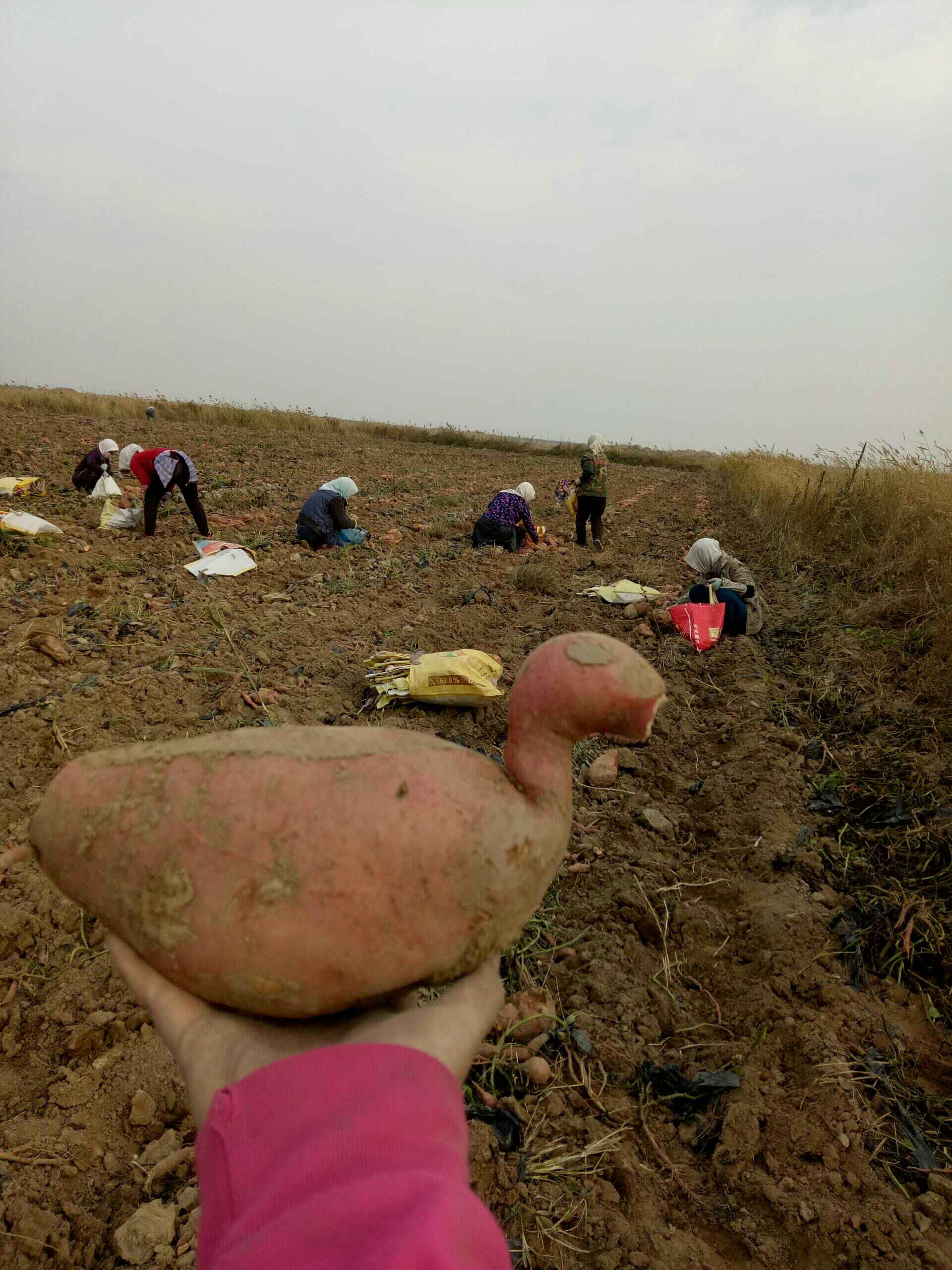 我们刨的地瓜奇形怪状,你们看这个地瓜像什么? - 女汉