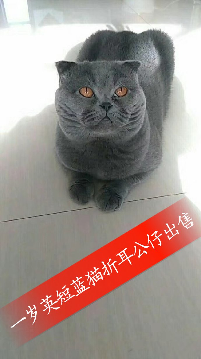 本人有一只一岁的英短蓝猫折耳,公仔,黄金瞳,因为家里