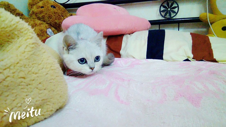 小猫咪和不要脸的我 - 小婵i93的快手