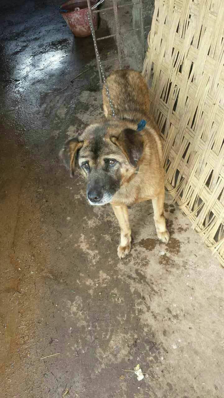 谁将是我的女王: 长期出售凉山猎犬.电话号码.18228001017微信号码.