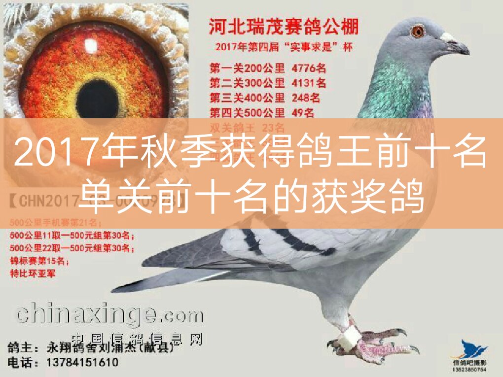 2017年秋季鸽王前十名单关前十名获奖鸽 献县永翔鸽舍~刘浦杰的快手