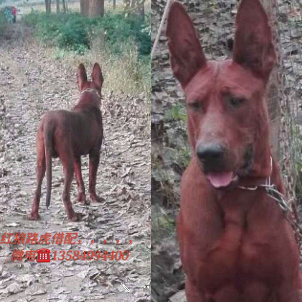 河南莱州红红狼犬