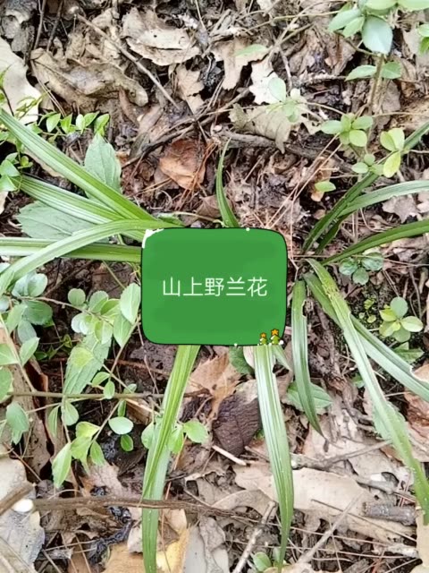 山上野兰花喜欢的双击山上野兰花喜欢的双击 269       赞