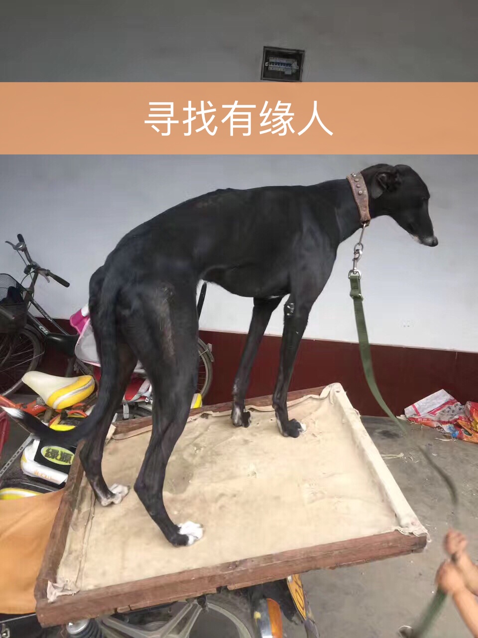 出售小体格力犬,有活肩高62!除摩托车不上外其他车都上!有意可私信.