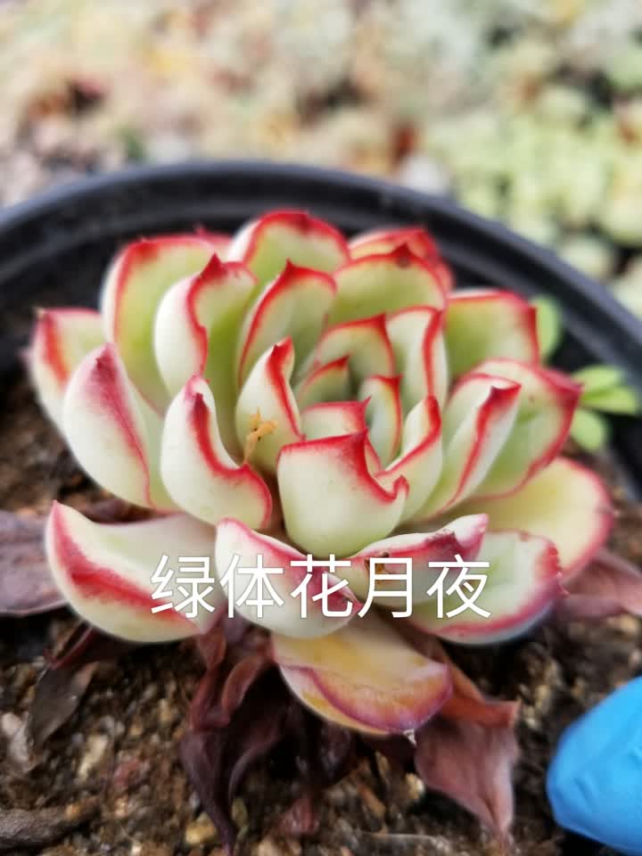 多肉-绿体花月夜 美巫婆多肉园艺 的快手