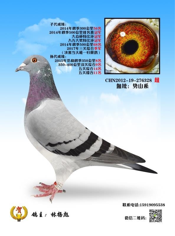 势山配佛巴斯这个配对已做出两羽冠军 - 扬强赛鸽～的