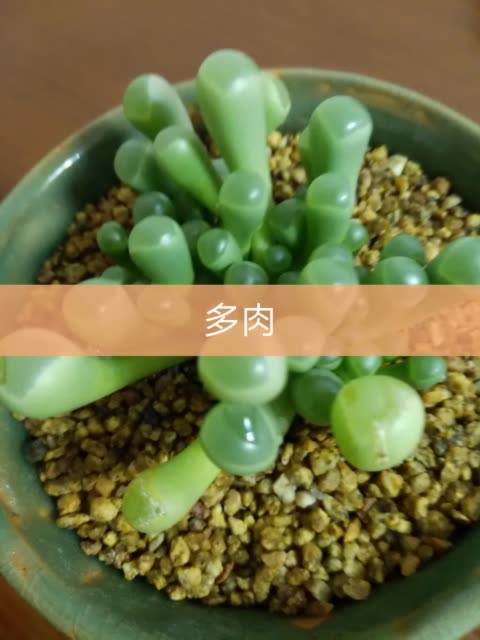 多肉有喜欢的吗?