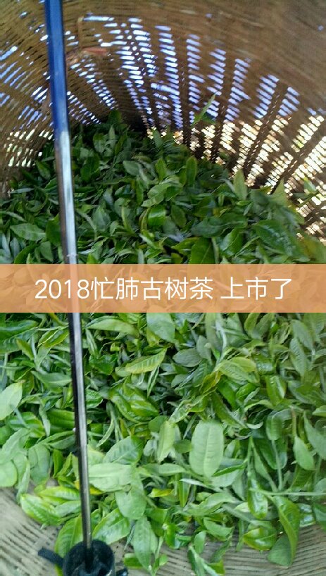 2018云南 永德忙肺古树茶正式开采上市了,有想要 和需要明前茶的速度