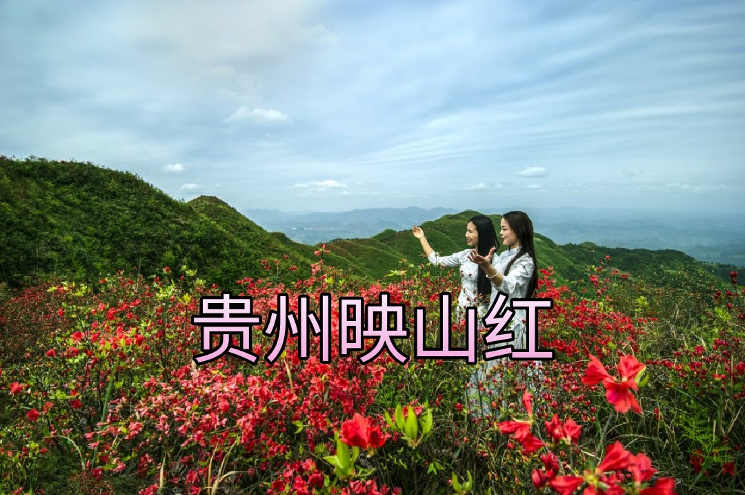 一组美丽的贵州映山红美图02 黄平苗妹【吴方秀】的快手