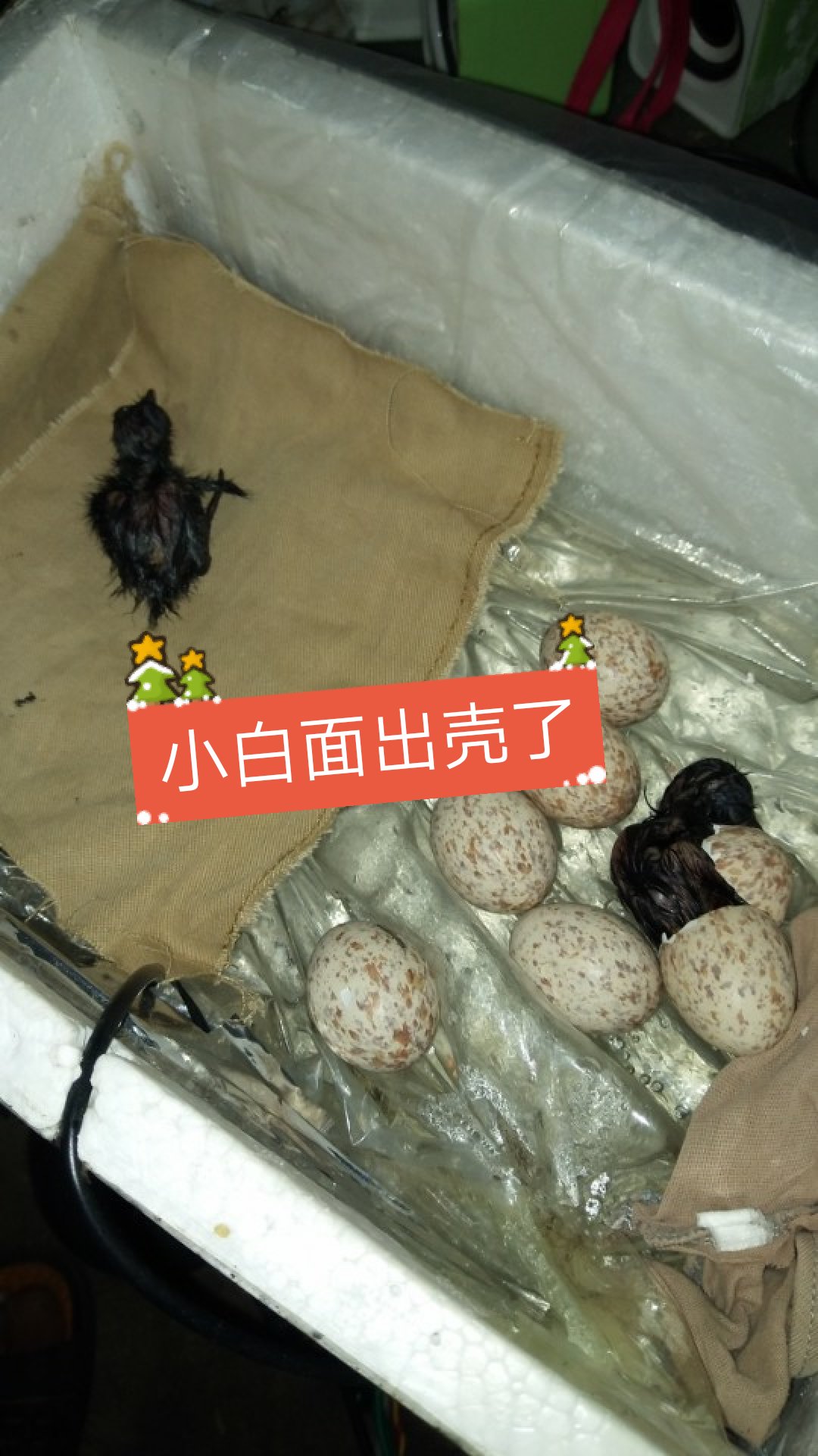 下午意外收获一窝画眉 3个蛋 - @温欧巴的快手