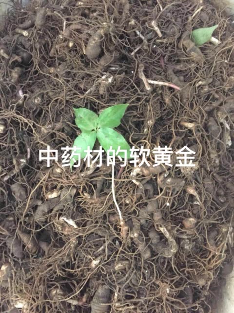 药材里的软黄金 380        赞                   评论