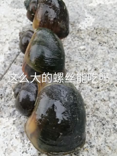 大螺丝能吃吗 7月前