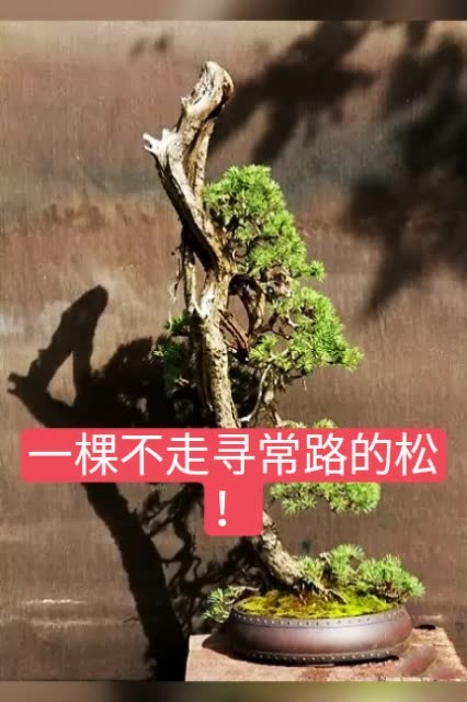 老铁们早上好!
