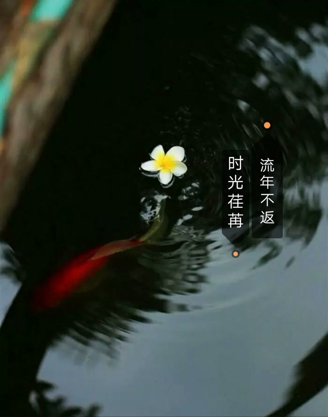 时光不骄不躁,流年不急不缓. 1198     211 赞 4周前