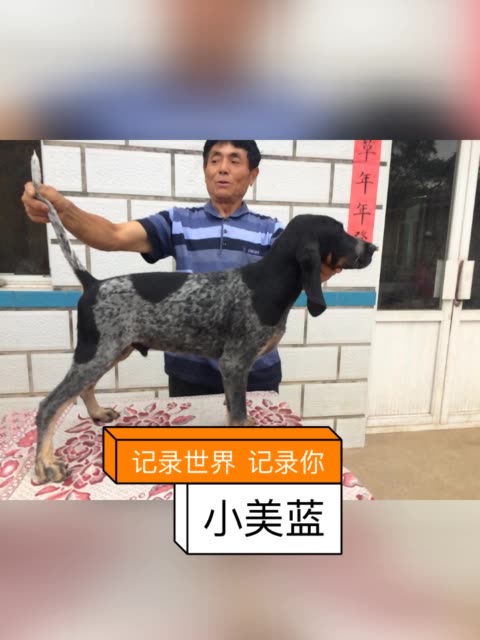 美国 蓝斑 猎犬的主页-快手直播