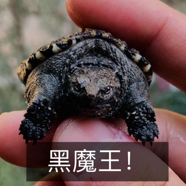 黑魔王!整体完美来!等待明年变化!来自好朋友南鳄天下之手!