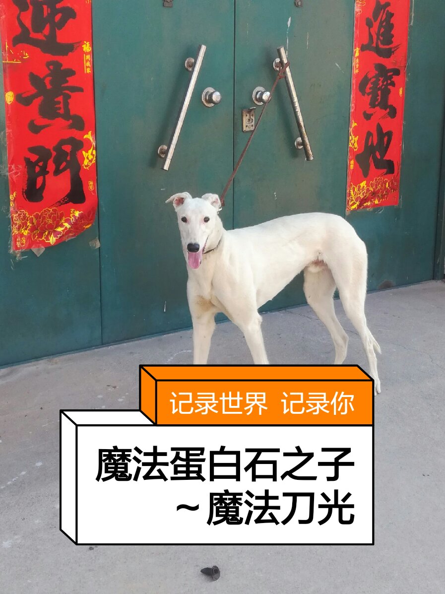 魔法蛋白石之子～魔法刀光 喜欢惠比特和格力的老铁们