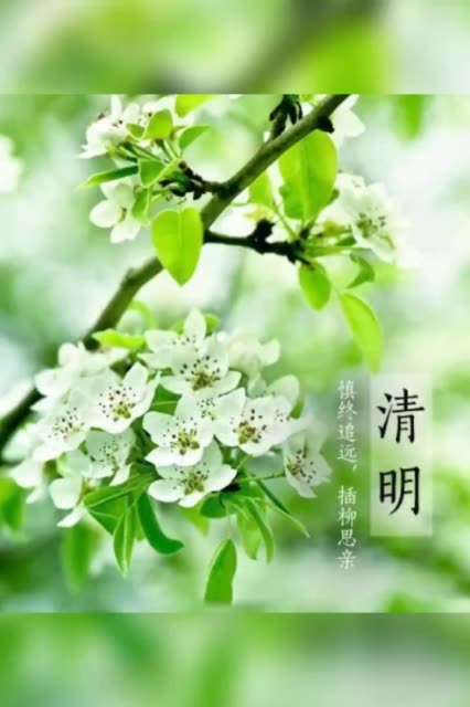 清明节寄托哀思                       3周前