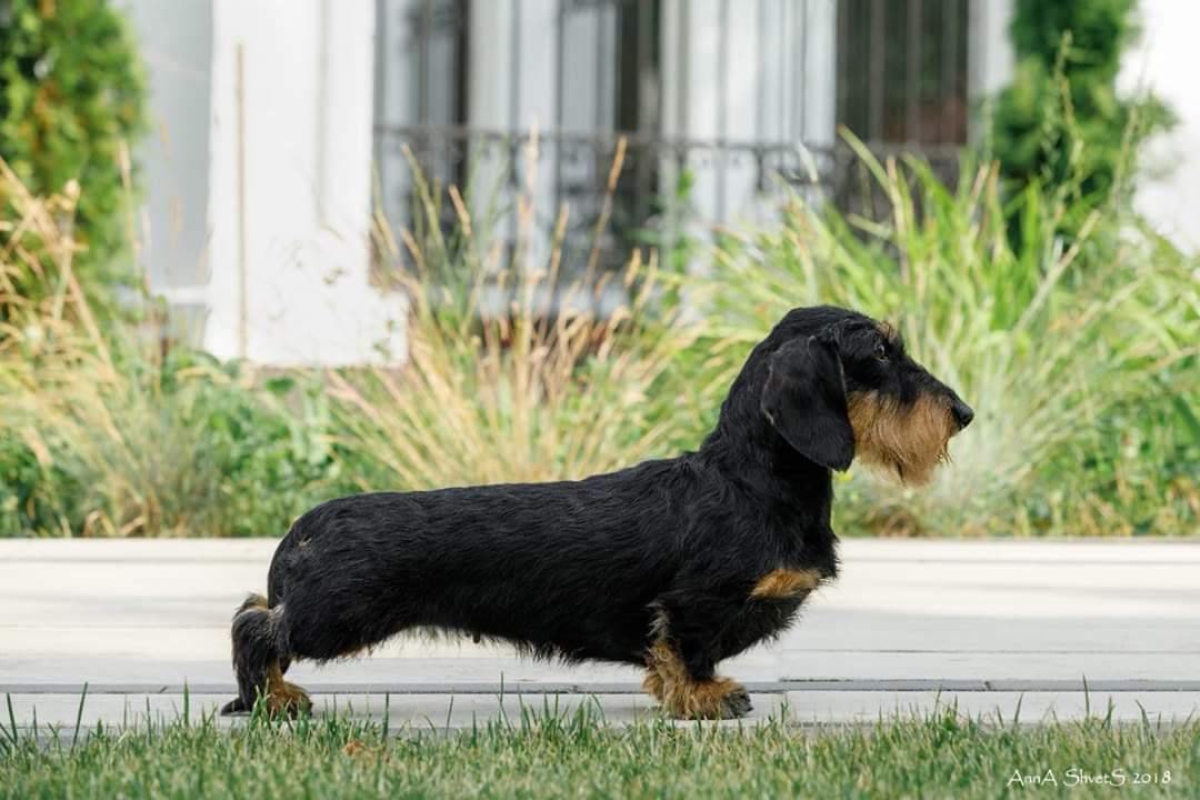 犬种,腊肠犬有和很多种不同的类型,从背毛类型可分为短毛,长毛,刚毛