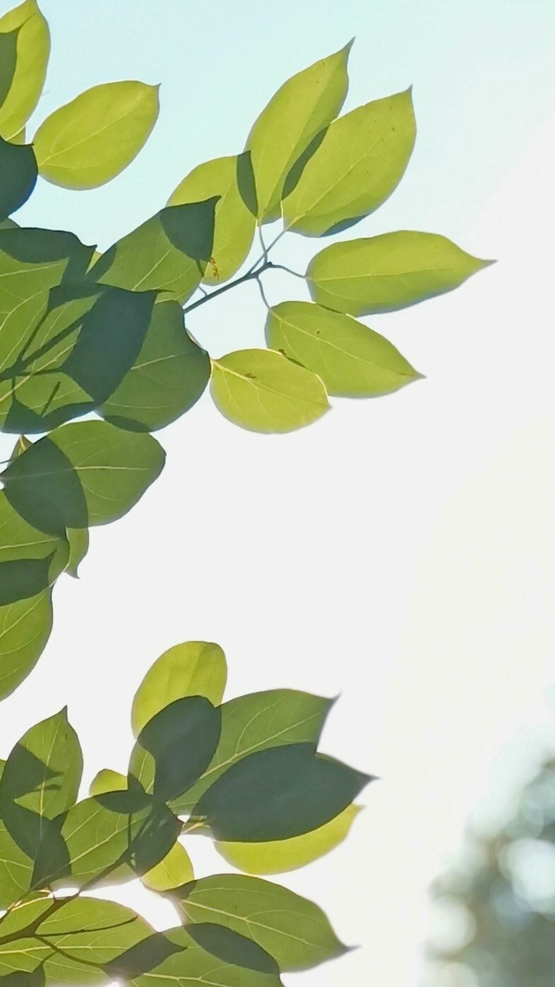 愿你喜欢78 #壁纸 #手机壁纸 #高清壁纸 #全屏壁纸