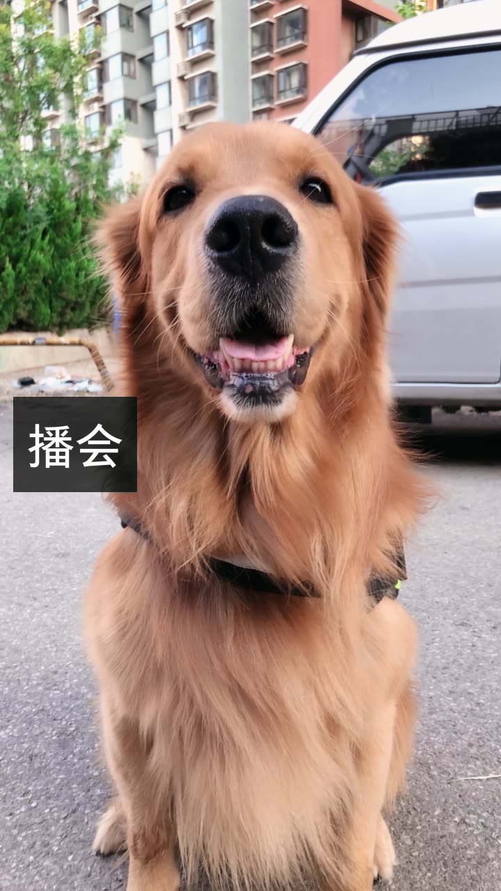 轮胎粑粑的快手直播