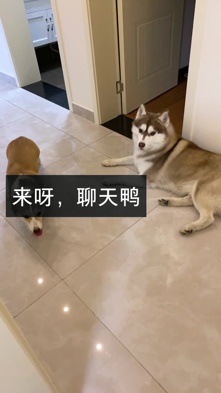 我正在快手看 小乔jacky哈士奇 的直播. 来自lucky忧郁王子 - 微博