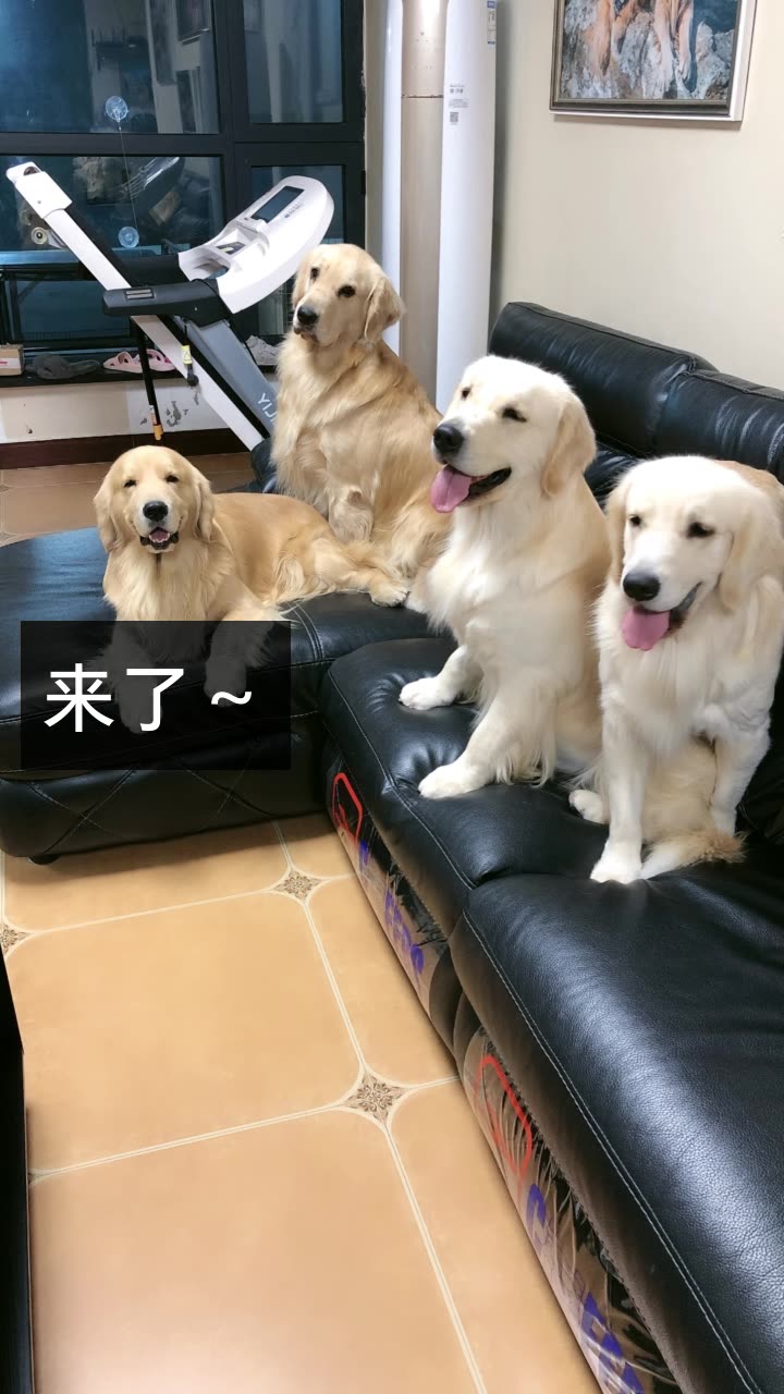 宾利是只金毛的快手直播