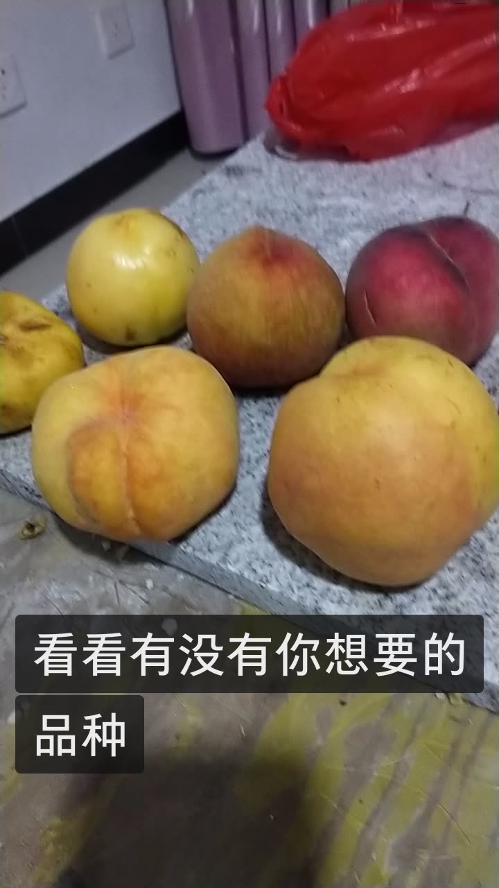 dlg山东邹城桃子哥