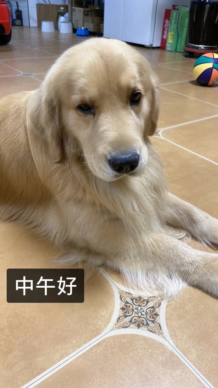 宾利百威是金毛的快手直播