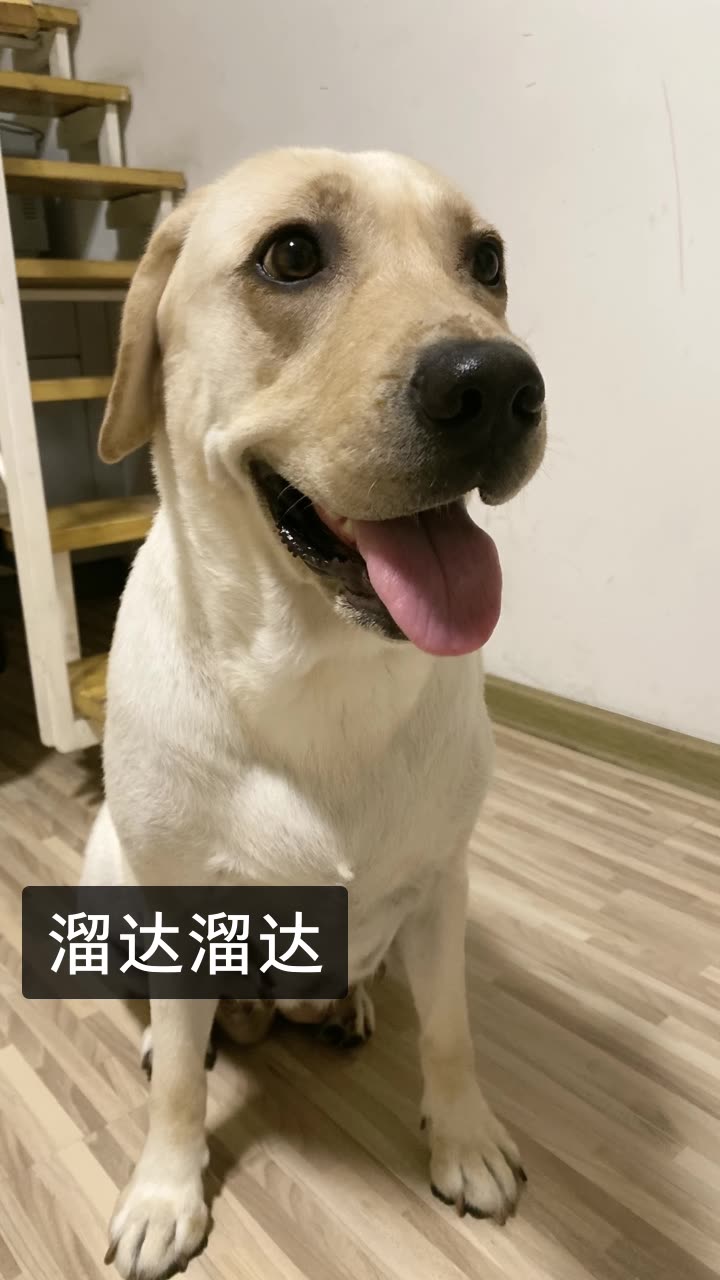 seven是拉布拉多的快手直播