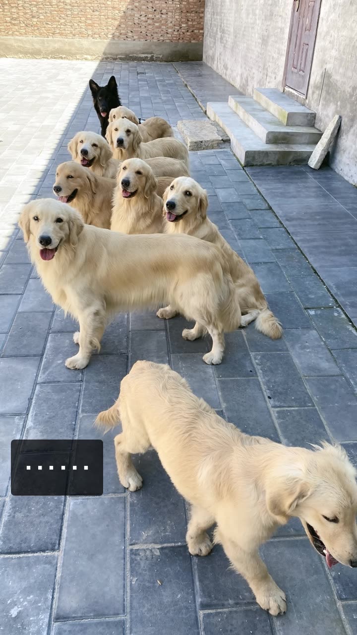 宾利百威是金毛的快手直播