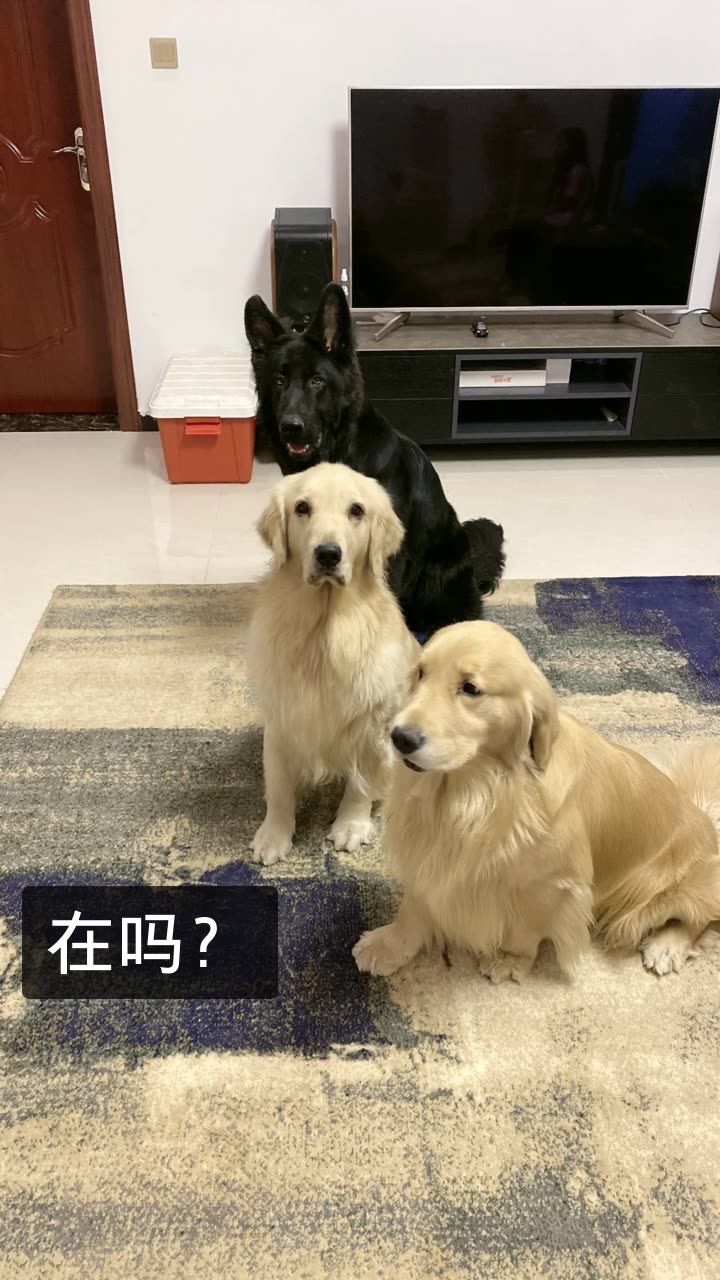 宾利百威是金毛的快手直播